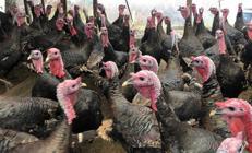 Türkiye’de tüketilen hindi miktarı belli oldu Şaşırtan rakam