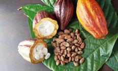 Kakao düştü çikolata direniyor