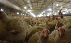 Son dakika... Tavuk ihracatı durduruldu