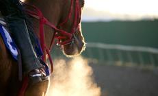 Mersin Büyükşehir Belediyesi hakkında skandal yarış atı eti iddiası