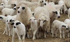 TİGEMden küçükbaş hayvan satışı