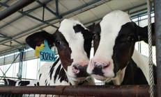 Hayvancılıkta yeni dönem Nakit ödeme devri bitiyor