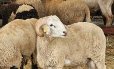 2026 kurban kesim bedeli belli oldu