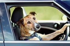 New Zealand dogs learning to drive