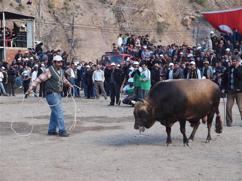 Bull wrestling in Yusufeli