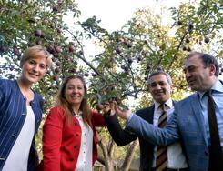 Turkeys indigenous red apple awaits patent