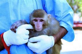 Iran sends monkey into space: report