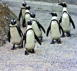 İzmir home to animals in danger of extinction