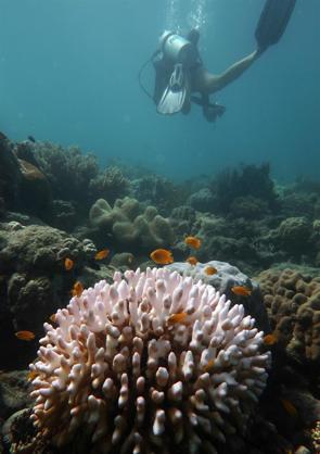Great Barrier Reef suffers worst-ever coral bleaching