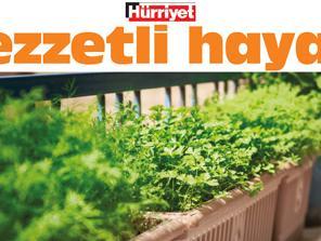 Aromatik bitkiler elimizin altında olsun