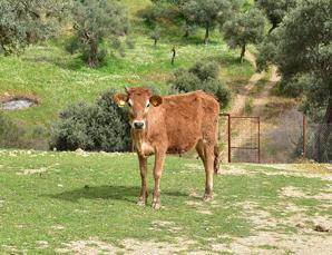 Tortured, abused, abandoned animals find refuge on İzmir farm in Turkey’s west