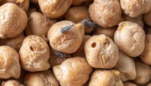 Bakliyat böceklenmesini ortadan kaldıracak... Birkaç yaprağı bozulmadan aylarca koruyacak