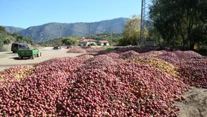 Eğirdir köylerinde elma tepeleri