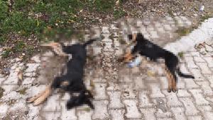 Sahipsiz köpek ölümlerine valilik incelemesi