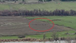 Hevsel Bahçeleri’nde domuz sürüsü görüntülendi