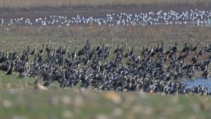 Diyarbakır'daki Kabaklı Göleti'nde binlerce kuş, bir arada beslenirken görüntülendi