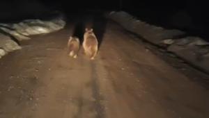 Siirt’te köy yoluna inen ayı ve yavrusu kamerada