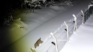 Ordu’da nesli tehlike altındaki vaşak kamerada