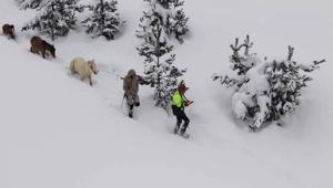 Karda mahsur kalan hayvanları köyün gençleri kurtardı