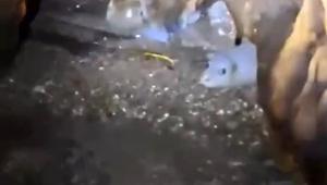 Nesli tehlikedeki Akdeniz foku yuvalarına ‘tur’ şikayeti