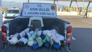 Yolcu otobüsünde 12 tavus kuşu ele geçirildi