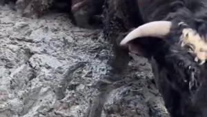 Sanal medyada tepki çeken besi çiftliğinde denetleme