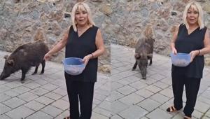 Safiye Soyman kapısına gelen domuzu elleriyle besledi