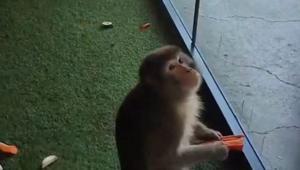 Yozgat'ta bulunan makak maymunu, Ankara'da korumaya alındı