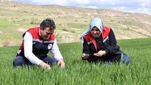 Yağışlar nedeniyle tarımda 'sarı pas' alarmı