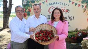 Osmancalı çileğinin ilk hasadı şenlikle yapıldı