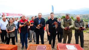 Tokat'ta 1500 sülün ve keklik doğaya salındı