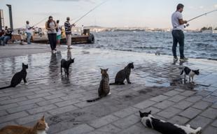 Cats meow more frequently to male owners, Turkish study finds