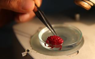 Indo-Pacific crab spotted for 1st time in Türkiye amid tropicalization effect