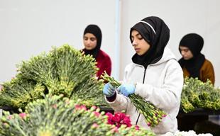 $12 million in flowers exported for New Year celebrations