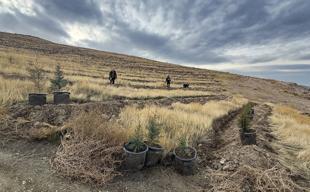 Afforestation drive launched in Iğdır to tackle Türkiye’s worst air pollution