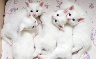 Protected Van cats give birth to 120 kittens this year