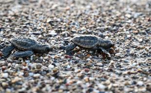 Nearly half million loggerhead turtle hatchlings reach sea in Antalya