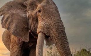 Kenya pays tribute to beloved super tusker elephant