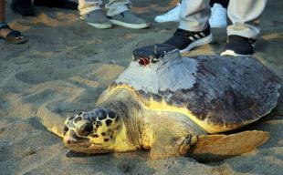 Loggerhead ‘Tuba’ once again in Aegean, Mediterranean waters