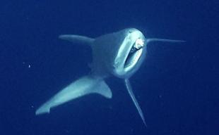 Industrial divers free shark entangled in fishing gear off Antalya