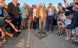 Sea turtle conservation efforts bear fruit at key nesting beach in Muğla