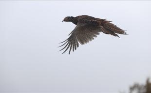 Wildlife authority returns 11,000 rehabilitated animals to nature in 2025