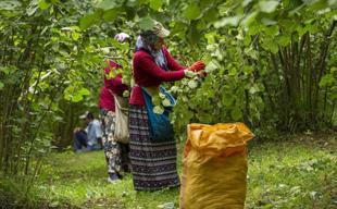 Turkish hazelnuts reach 122 markets in 2025