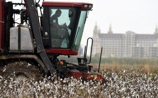 Weather disruptions weigh on cotton as hazelnuts benefit