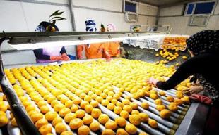 Fresh produce exports see minimal returns: Ministter