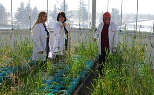 Türkiye develops cold-resistant crops in Erzurum research center