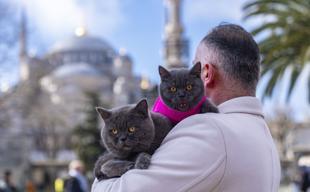 Istanbul’s ‘traveling cat’ now joined by his kitten