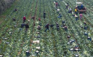 Pesticides found in home-cooked dinner plates in Türkiye, study says