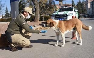 Türkiye collects 75 pct of stray animals, minister says
