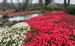 Millions of tulips blossom in Istanbul, drawing crowds to iconic parks